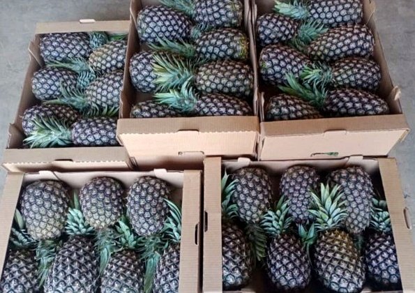 Fresh Pineapple Whole Pineapple packaged in export cartons from Ghana