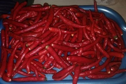 Fresh Red Chili Pepper export quality from Ghana